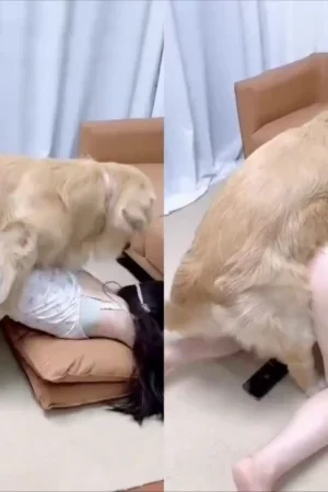 Cô tiểu thư yêu động vật và con chó số hưởng